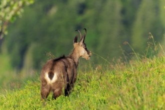 Goat looking across green meadow into the distance, chamois, chamois, (Rupicapra rupicaprae),