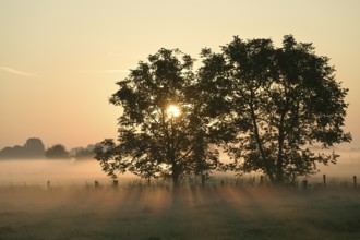 Deciduous trees at sunrise and ground fog, Lower Rhine, North Rhine-Westphalia, Germany