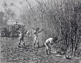 Harvest of sugar cane, c. 1880, Cuba, digitally enhanced reproduction of a 19th century original,