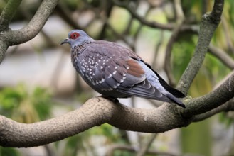 Guinea Pigeon (Columba guinea), Streak-necked Pigeon, adult, on tree, Cape Town, South Africa