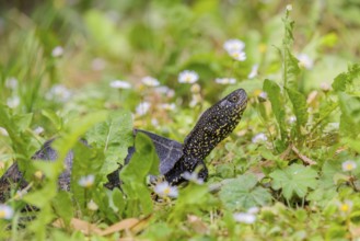 A European pond turtle (Emys orbicularis), makes its way through the green meadow next to the pond