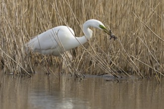 Great white egret (Ardea alba) adult bird in water on the edge of a reedbed with a frog for food in