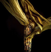 A beautiful example of multicolored corn showcases its rich patterns and textures while dried husks