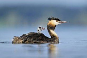 Great Crested Grebe (Podiceps Scalloped ribbonfish), with chicks in plumage swimming in the water,