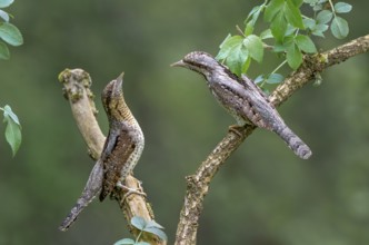 Eurasian wryneck (Jynx torquilia), Limbach, Burgenland, Austria