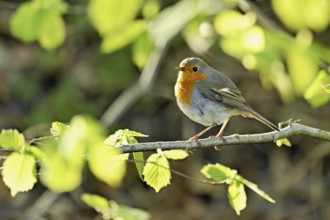 Robin (Erithacus rubecula), sitting on a branch, Flachsee nature reserve, Freiamt, Canton Aargau,