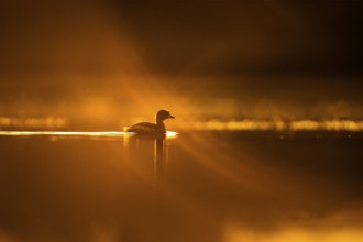 Little Grebe (Tachybaptus ruficollis), Gauteng, South Africa