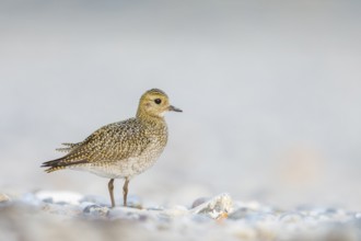 Goldregenpfeifer, Pluvialis apricaria Golden Plover, Pluvialis apricaria