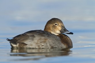 Common Pochard (Aythya ferina) female, Baden-Wuerttemberg, Germany