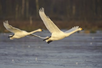 Whooper Swan (Cygnus cygnus) flying, Lower Saxony, Germany