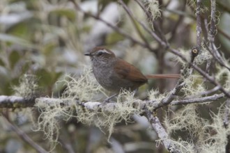 White-chinned Thistletail (Asthenes fuliginosa), Bosque Unchog Reserve, Peru