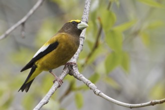 Evening Grosbeak (Hesperiphona vespertina) male, British Columbia, Canada