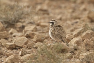 Temminck's Lark (Eremophila bilopha), Morocco