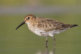 Dunlin (Calidris alpina), Vorarlberg, Austria
