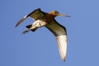 Black-tailed Godwit (Limosa limosa) flying, Netherlands