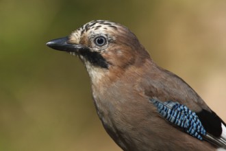 Eurasian Jay (Garrulus glandarius), Utrecht, Netherlands