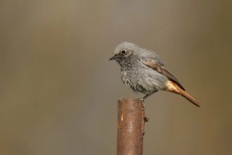 Black Redstart (Phoenicurus ochruros) male, Poland