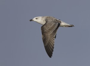 Great Black-backed Gull (Larus marinus) flying, Ohio, USA