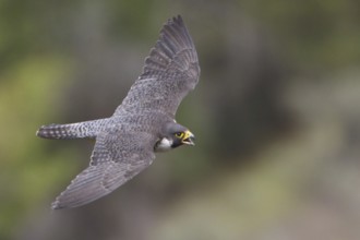 Peregrine Falcon (Falco peregrinus) calling in flight, British Columbia, Canada