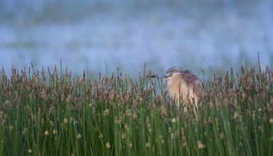 Squacco Heron (Ardeola ralloides), Lesvos, Greece
