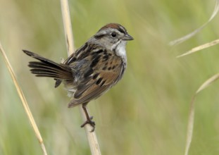 Swamp Sparrow (Melospiza georgiana), Alberta, Canada