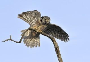 Northern Hawk-Owl (Surnia ulula), British Columbia, Canada