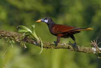 Montezuma-Oropendola (Psarocolius montezuma) at Laguna Lagarto Lodge near Boca Tapada, Costa Rica