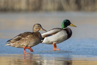 Mallard (Anas platyrhynchos) pair, Saxony-Anhalt, Germany