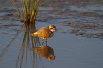 Kentish Plover (Charadrius alexandrinus) female, Mallorca, Spain