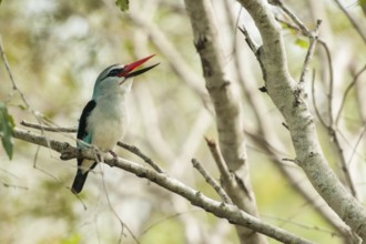 Woodland Kingfisher (Halcyon senegalensis) calling, Mpumalanga, South Africa