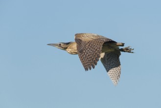 Eurasian Bittern (Botaurus stellaris) female flying, Schleswig-Holstein, Germany