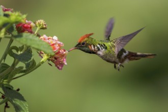 Frilled Coquette (Lophornis magnificus) flying and feeding at a flower in the Atlantic rainforest