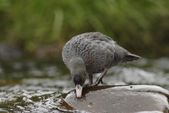 Blue Duck (Hymenolaimus malacorhynchos), New Zealand