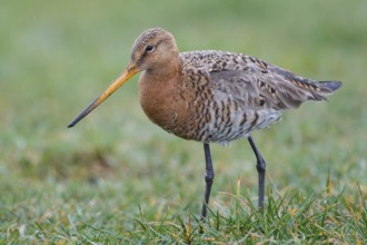 Black-tailed Godwit (Limosa limosa) foraging, Netherlands