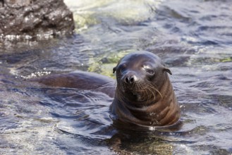 Sea lions (Zalophus wollebaeki), Galapagos, Ecuador