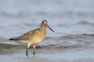 Pfuhlschnepfe (Limosa lapponica), Bar-tailed Godwit, Altvogel im Schlichtkleid, am Strand der