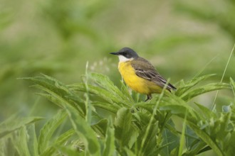 Western Yellow Wagtail (Motacilla flava cinereocapilla) male, Croatia