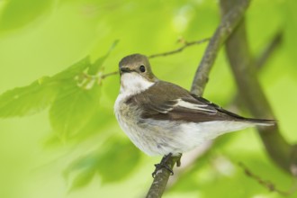 European Pied Flycatcher (Ficedula hypoleuca) female, Baden-Wuerttemberg, Germany