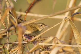 Common Grasshopper Warbler (Locustella naevia), Baden-Wuerttemberg, Germany
