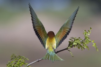 European Bee-eater (Merops apiaster), Portugal