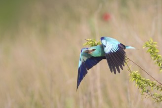 European Roller (Coracias garrulus) flying, Bulgaria