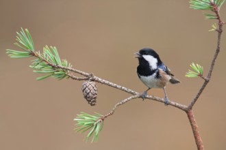Coal Tit (Periparus ater) singing, Mecklenburg-Western Pomerania, Germany