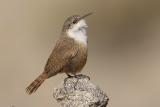 Canyon Wren (Catherpes mexicanus) male, California, USA