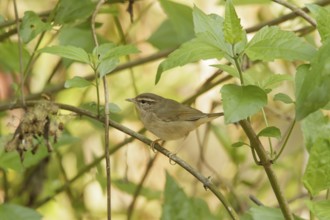 Radde's Warbler (Phylloscopus schwarzi), Khao Yai, Thailand