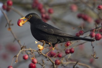 Common Blackbird (Turdus merula) male, Netherlands