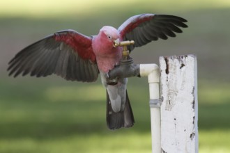 Galah (Eolophus roseicapilla), Australia
