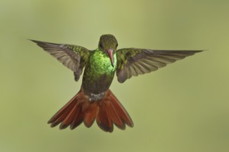 Rufous-tailed Hummingbird (Amazilia tzacatl), Costa Rica