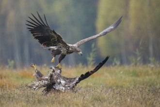 White-tailed Eagle (Haliaeetus albicilla), Kutno, Poland