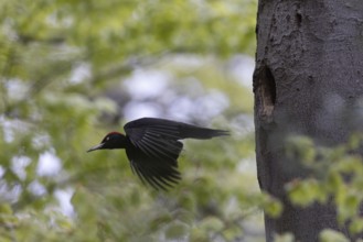 Black Woodpecker (Dryocopus martius) male flying away from breeding cavity, North Rhine-Westphalia,