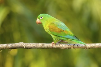 Naturfotografie Sylvia & Olaf Rentzsch